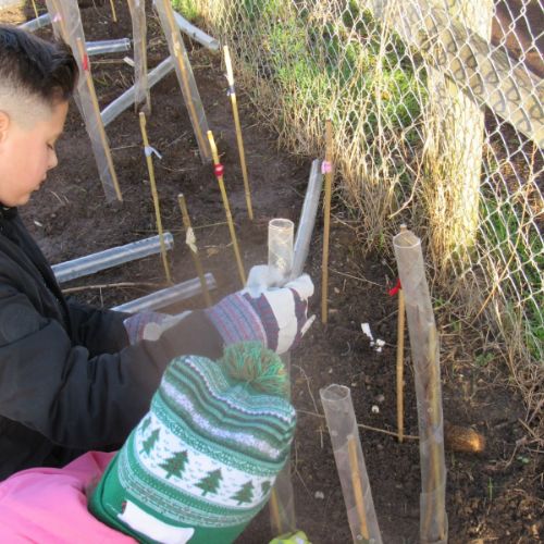 C4takingcarehedgerowplanting2)